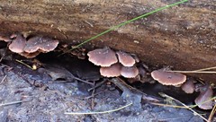 Lentinellus castoreus