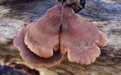 Lentinellus castoreus