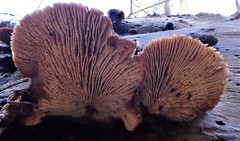 Lentinellus castoreus