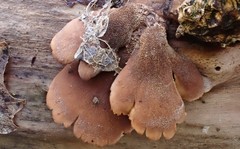 Lentinellus castoreus