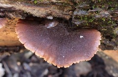 Lentinellus castoreus