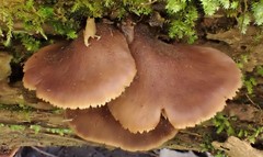 Lentinellus castoreus