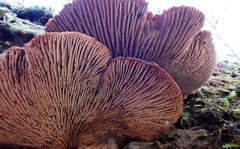 Lentinellus castoreus