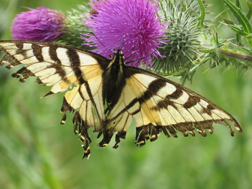 Western tiger swallowtail