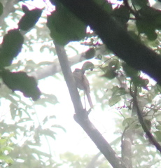 Terpsiphone atrocaudata