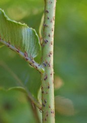 Blechnum triangularifolium
