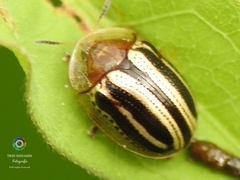 Agroiconota bivittata