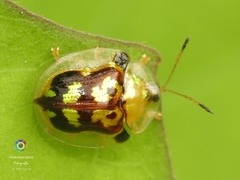 Deloyala lecontei