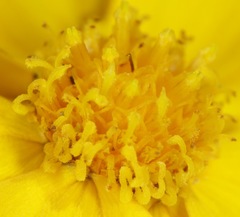 Thelesperma simplicifolium