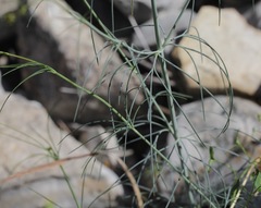 Thelesperma simplicifolium