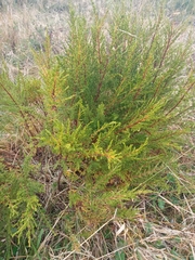 Hypericum laricifolium