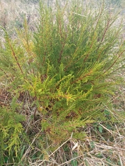 Hypericum laricifolium