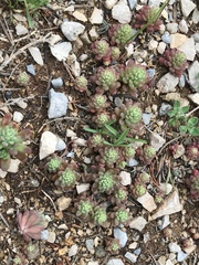 Sedum rubens