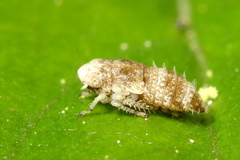 Allygidius atomarius