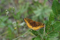 Speyeria cybele pseudocarpenteri