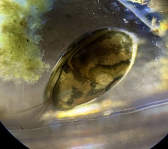 Chlamydotheca arcuata