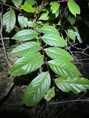 Glochidion sumatranum