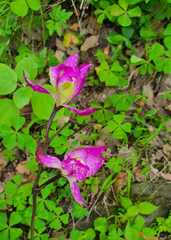 Bletia macristhmochila