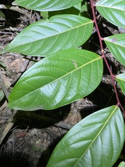 Glochidion sumatranum