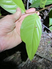 Glochidion sumatranum