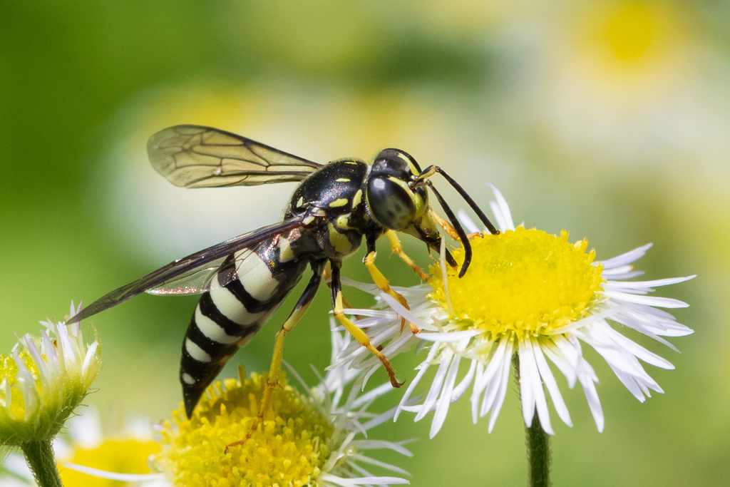 Four-banded Stink Bug Wasp (Insects of Massachusetts) · iNaturalist