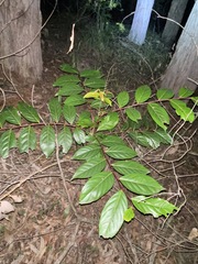 Glochidion sumatranum