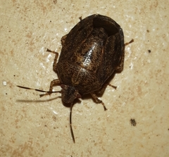 Discocephalinae