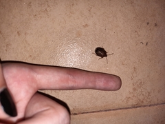 Discocephalinae
