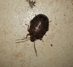 Discocephalinae