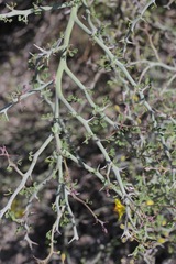 Parkinsonia texana