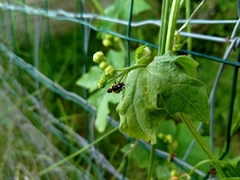 Capsodes