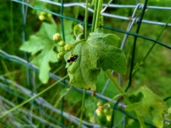 Capsodes