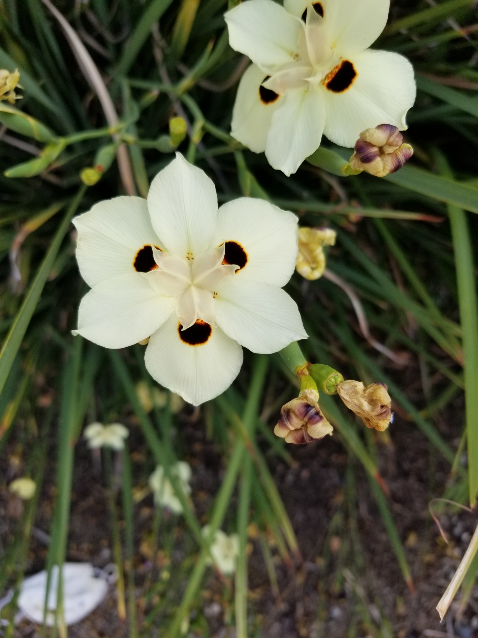File:Fortnight lily or Morea iris -- Dietes iridioides, D. bicolor.jpg -  Wikipedia