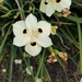 Iris Sudafricana Bicolor - Photo (c) tmwnn, algunos derechos reservados (CC BY-NC)