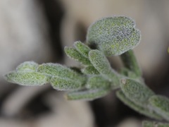 Hebecarpa macradenia