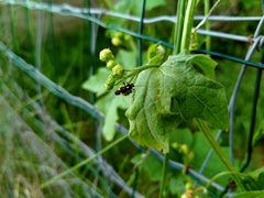 Capsodes