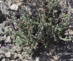 Hebecarpa macradenia