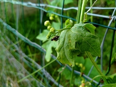 Capsodes