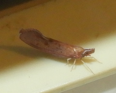 Apache degeeri