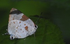 Tmolus cydrara