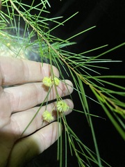 Acacia juncifolia