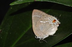 Strephonota syedra