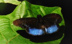 Pythonides proxenus