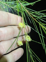 Acacia juncifolia