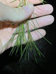 Acacia juncifolia