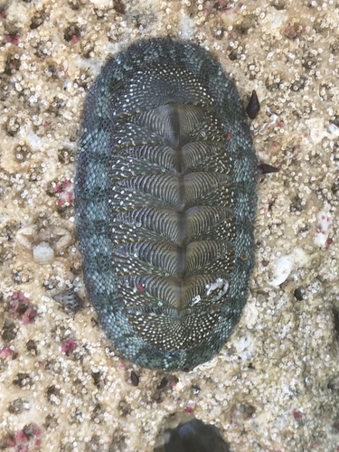 West Indian Green Chiton