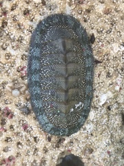Chiton tuberculatus