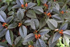 Chrysothemis pulchella