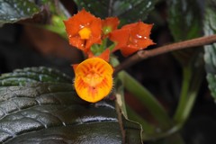Chrysothemis pulchella