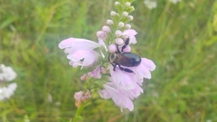 Xylocopa virginica